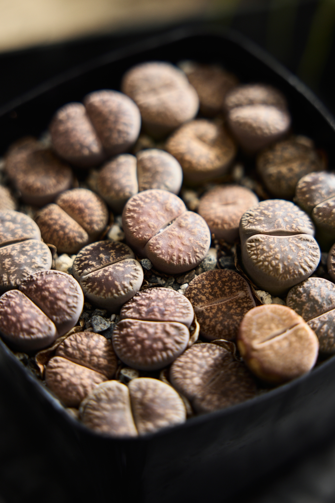 Lithops Plants