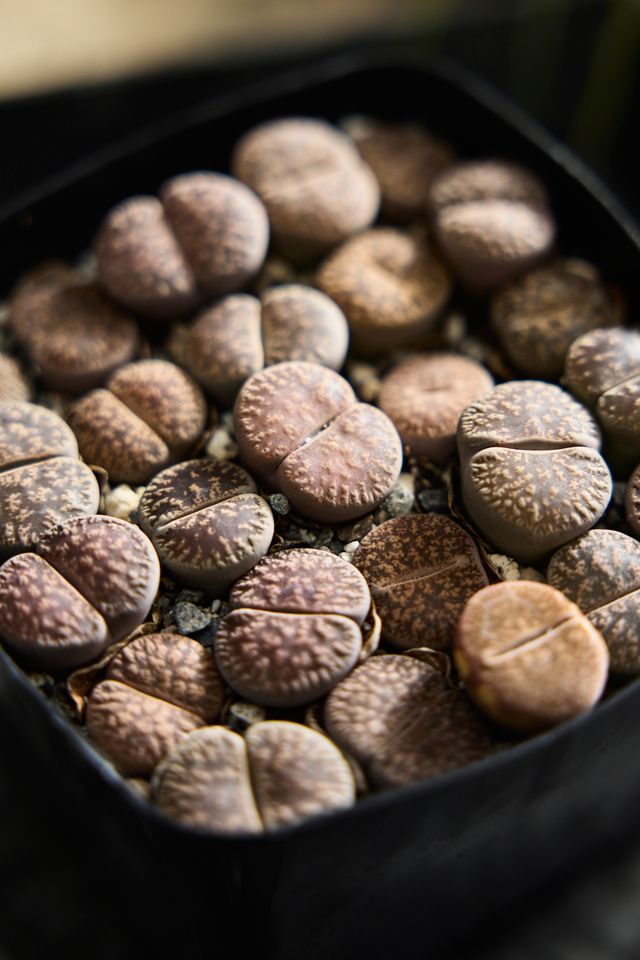 Lithops Plants #1