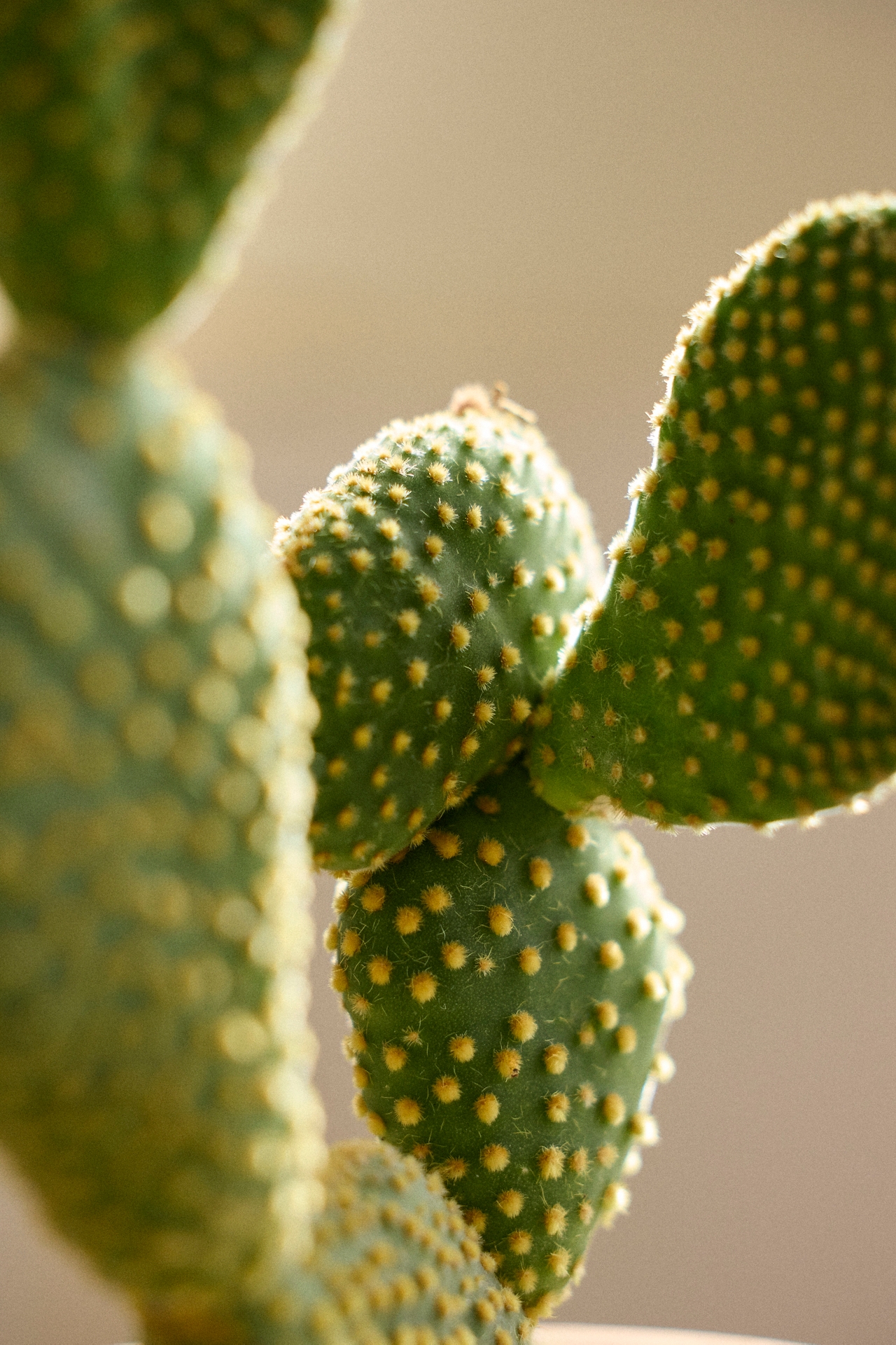 Bunny Ear Cactus