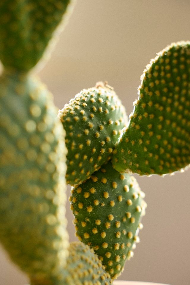 Bunny Ear Cactus | Terrain