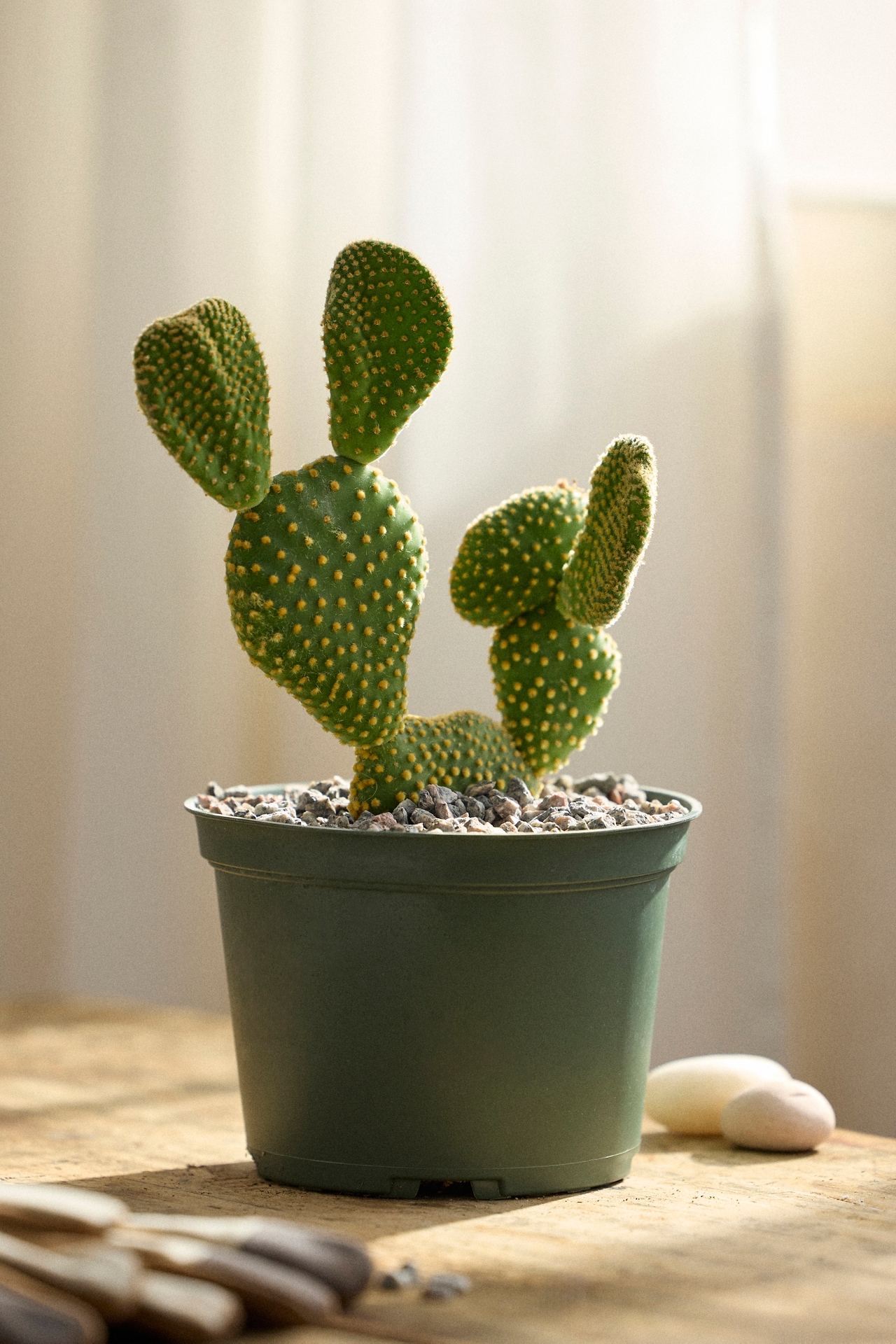 Bunny Ear Cactus