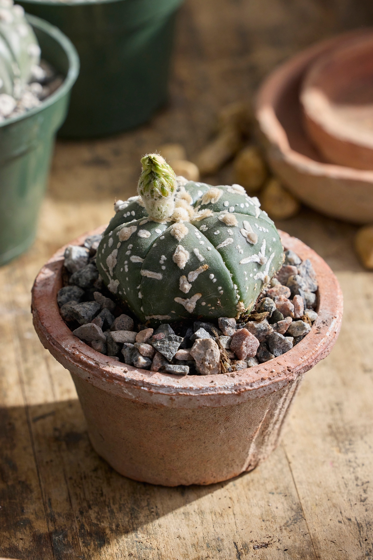 Astrophytum asterias Plant