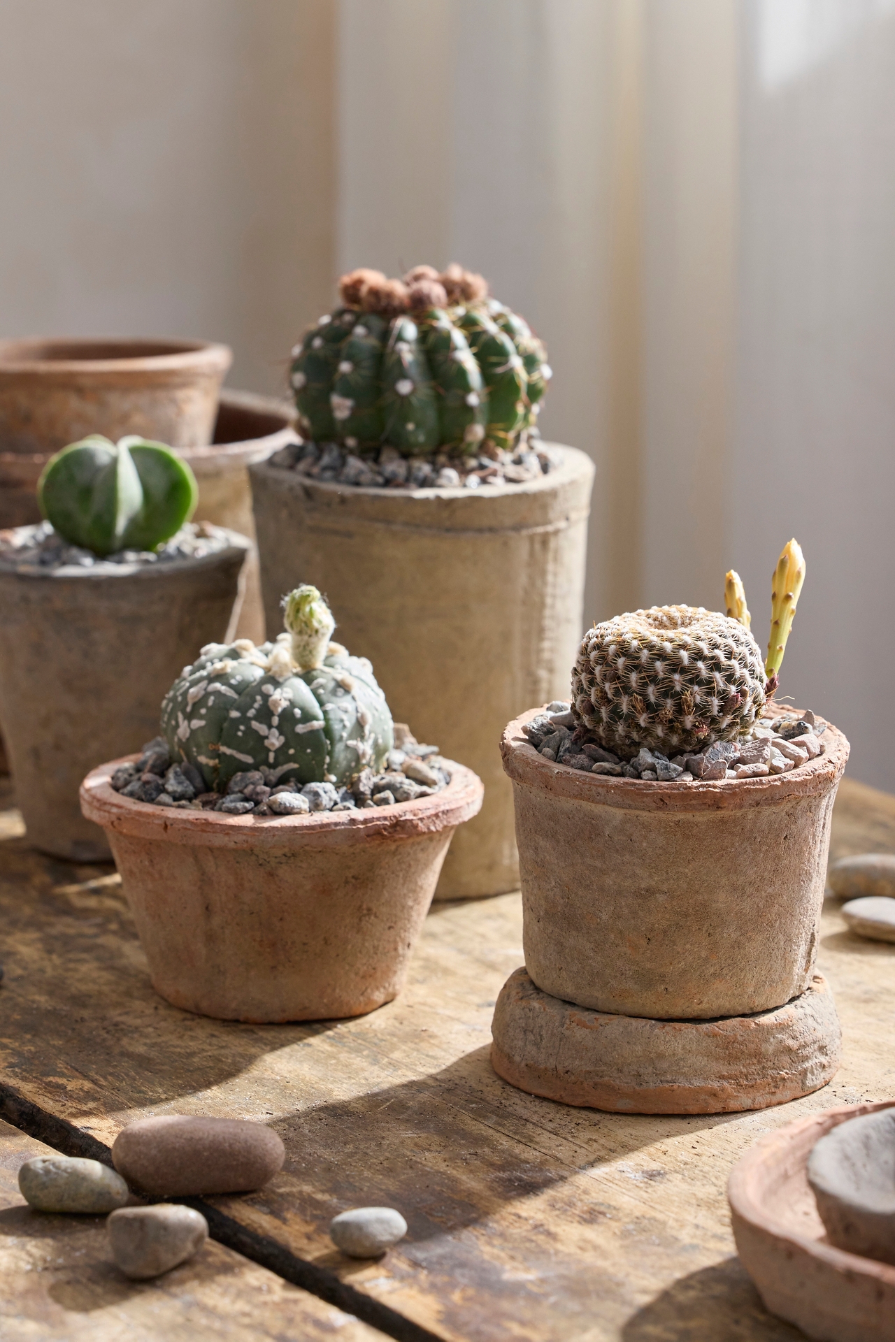 Astrophytum asterias Plant