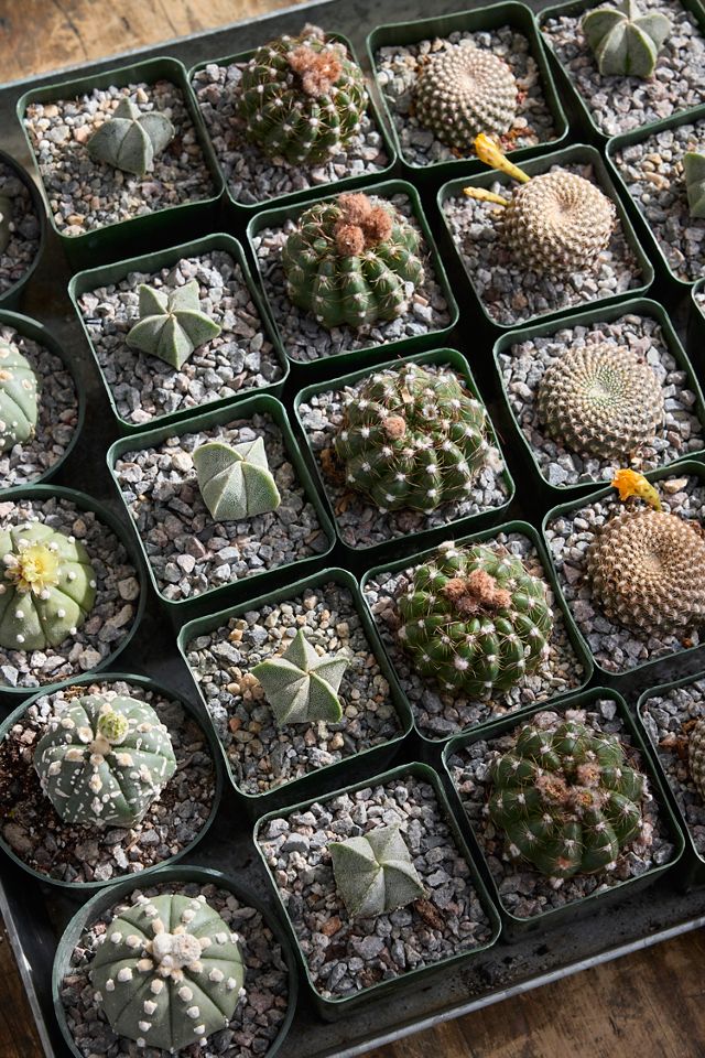 Astrophytum asterias Plant #3