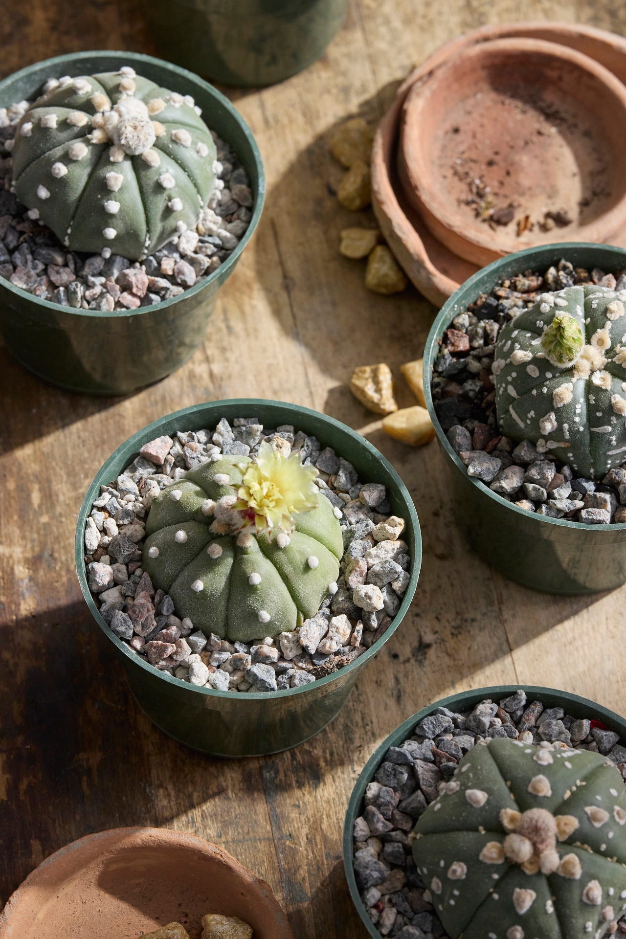 Astrophytum asterias Plant