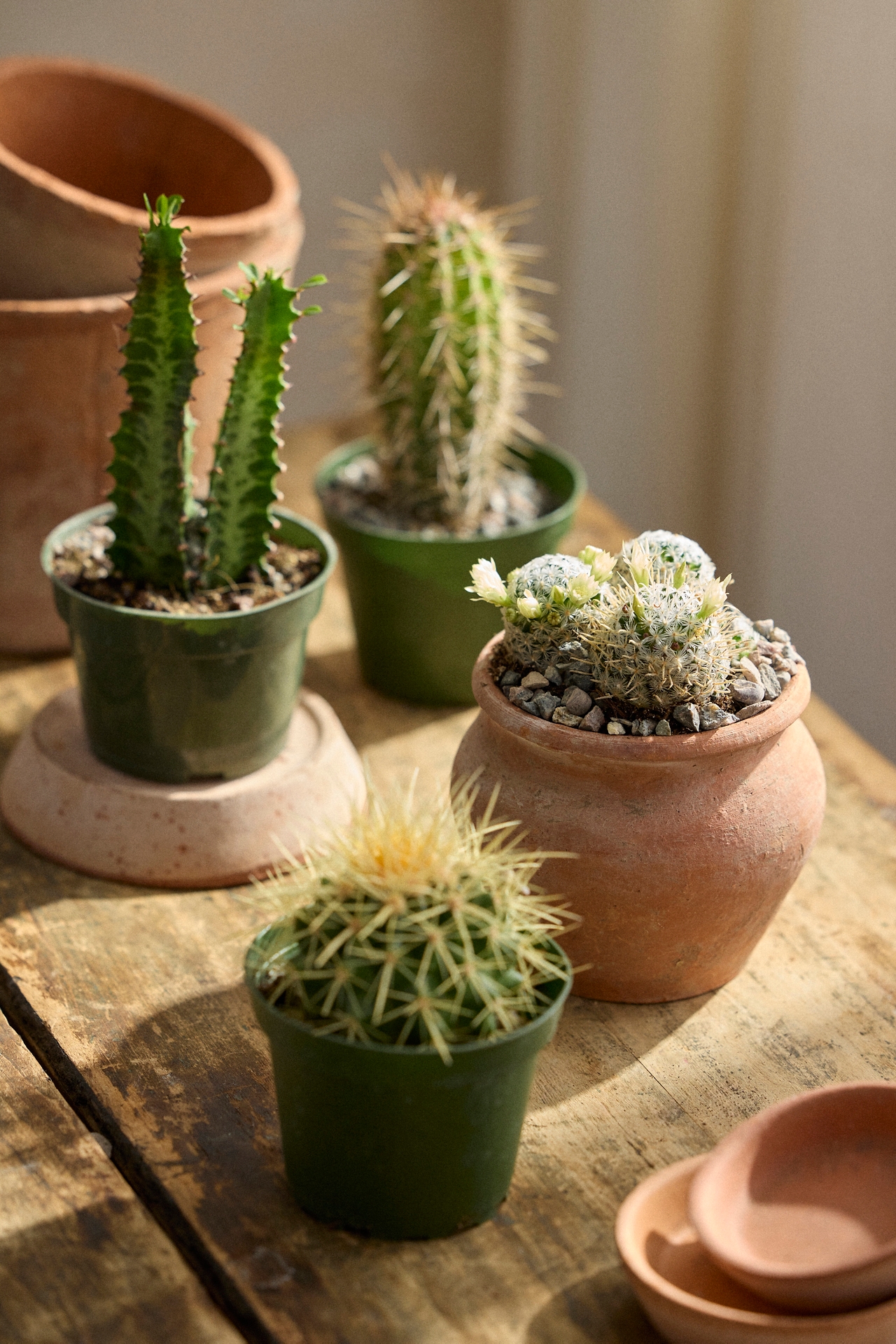 Assorted Cactus Collection, 4 Plants