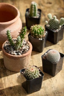 Terrain Assorted Mini Cactus Collection, 6 Plants In Multi