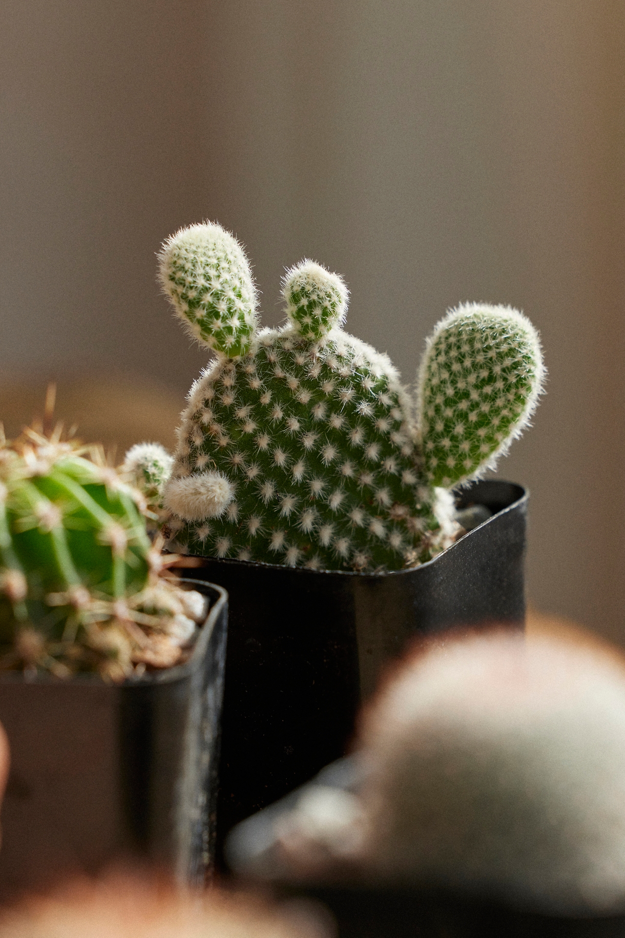 Assorted Mini Cactus Collection, 6 Plants