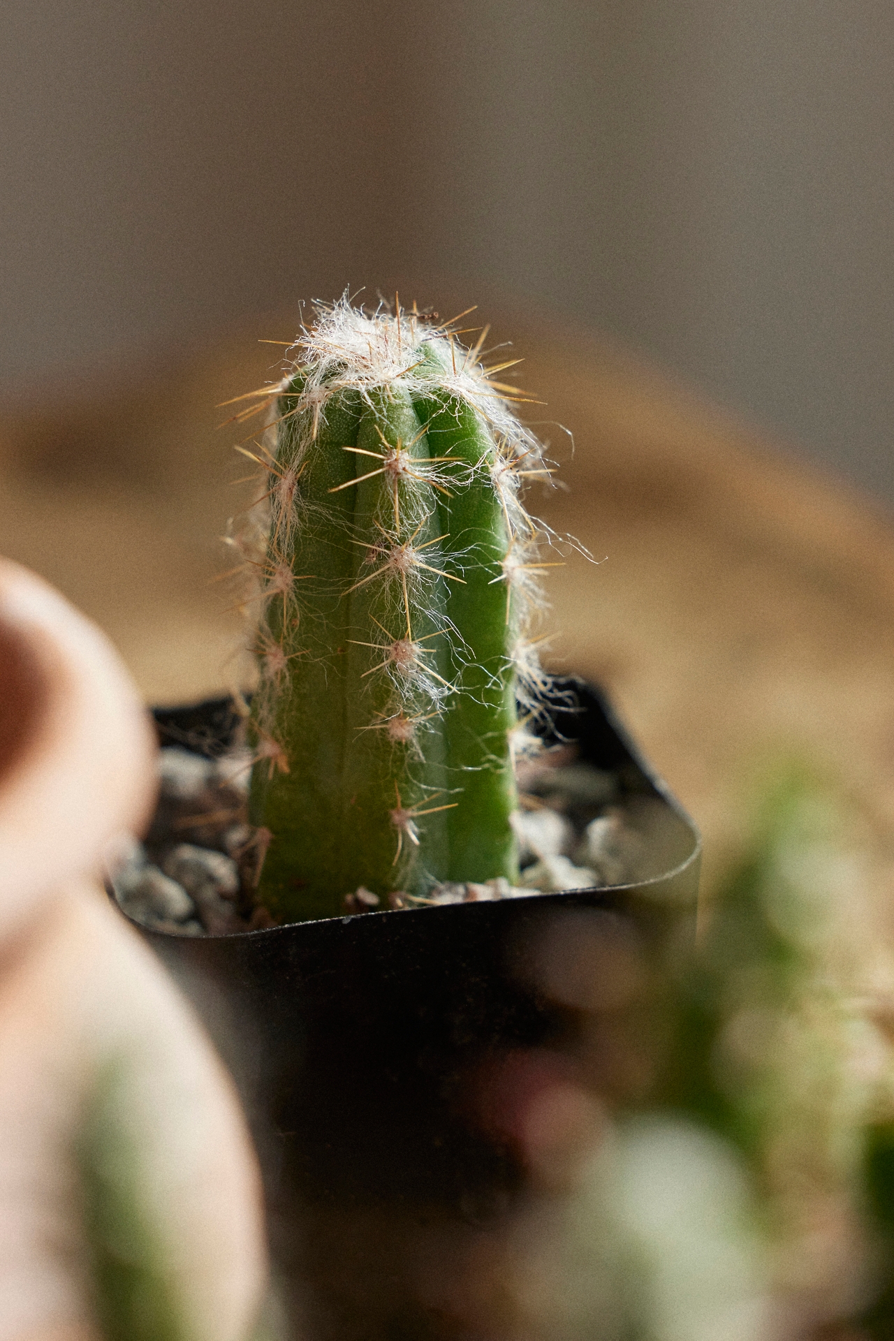 Assorted Mini Cactus Collection, 6 Plants