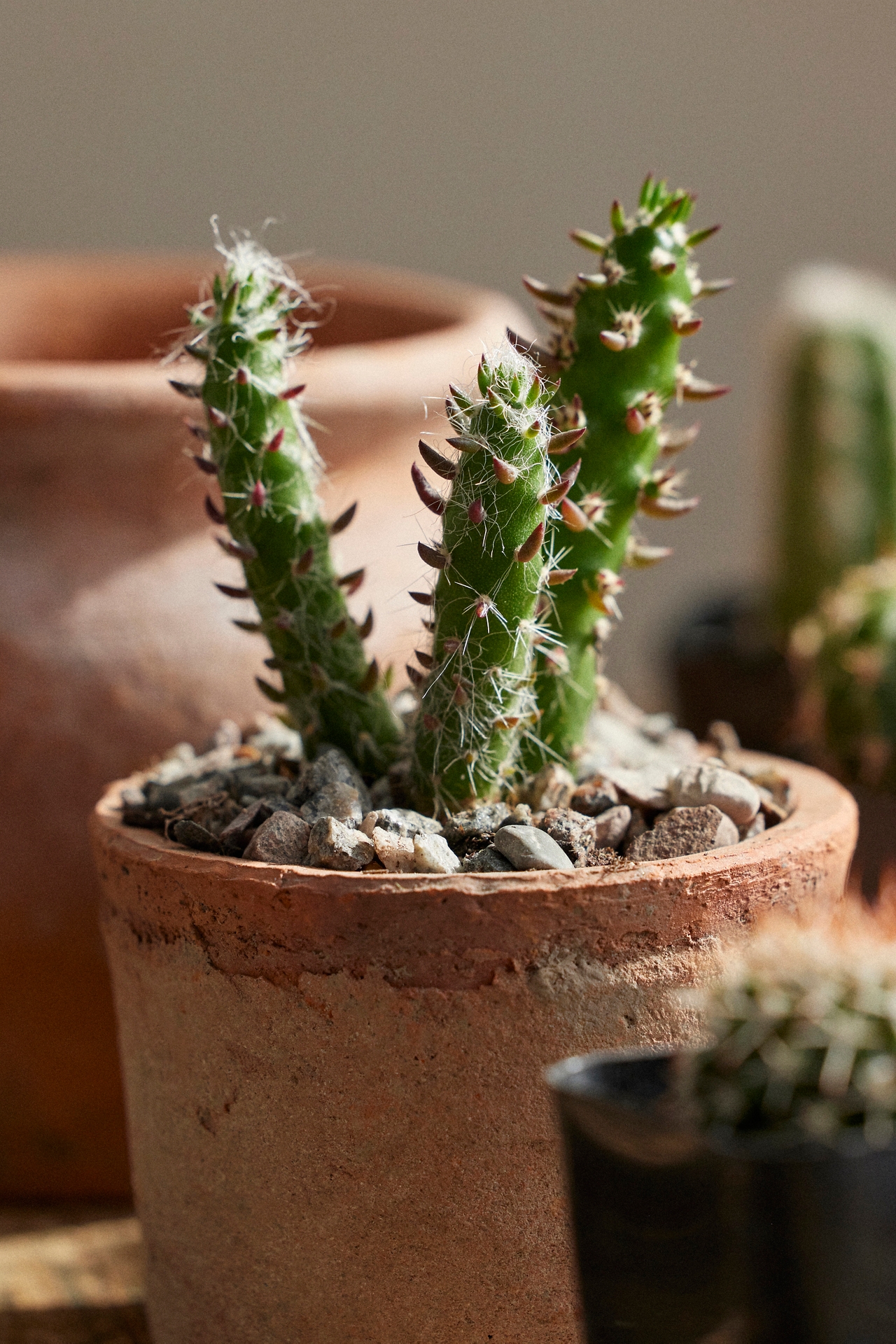 Assorted Mini Cactus Collection, 6 Plants