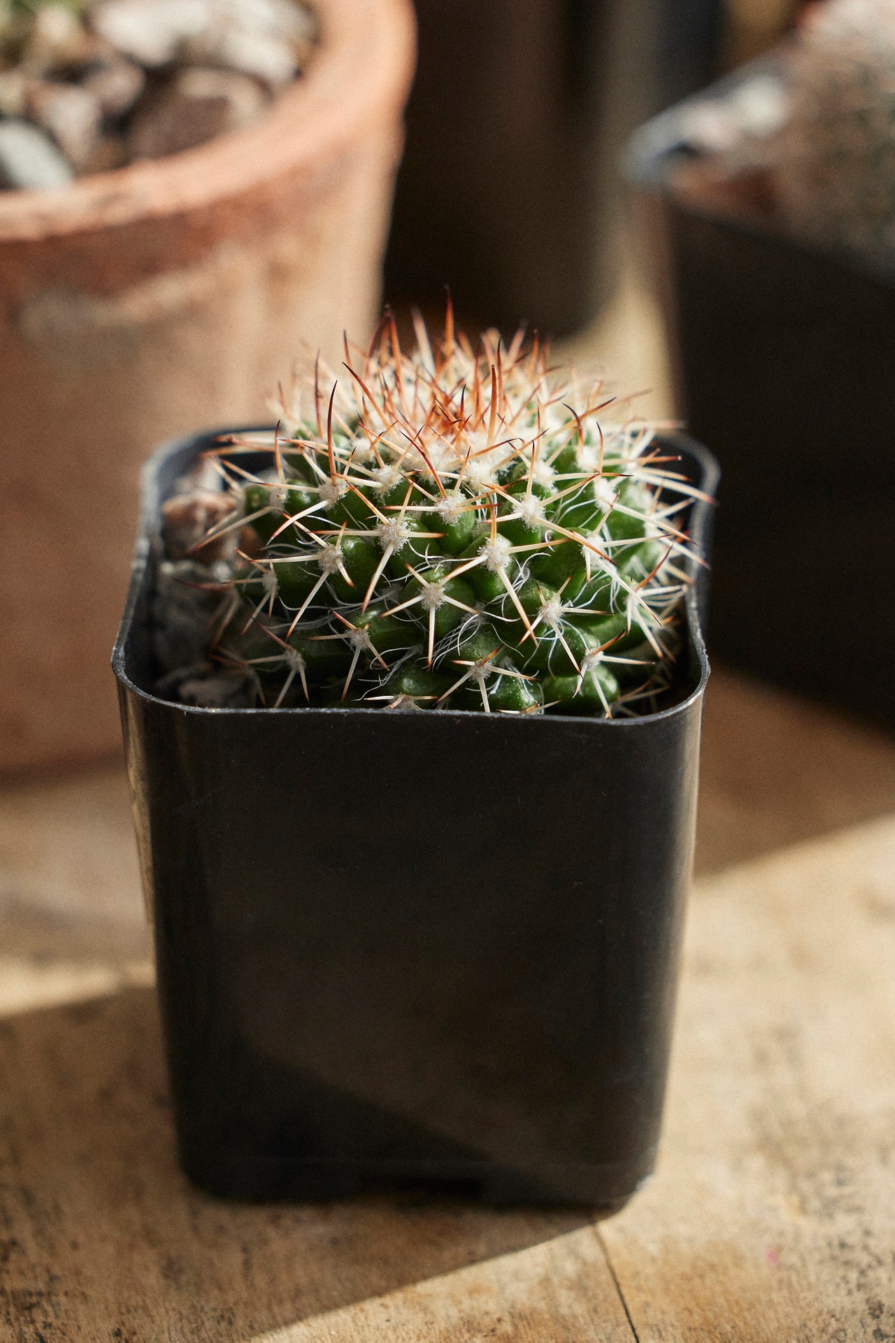 Assorted Mini Cactus Collection, 6 Plants