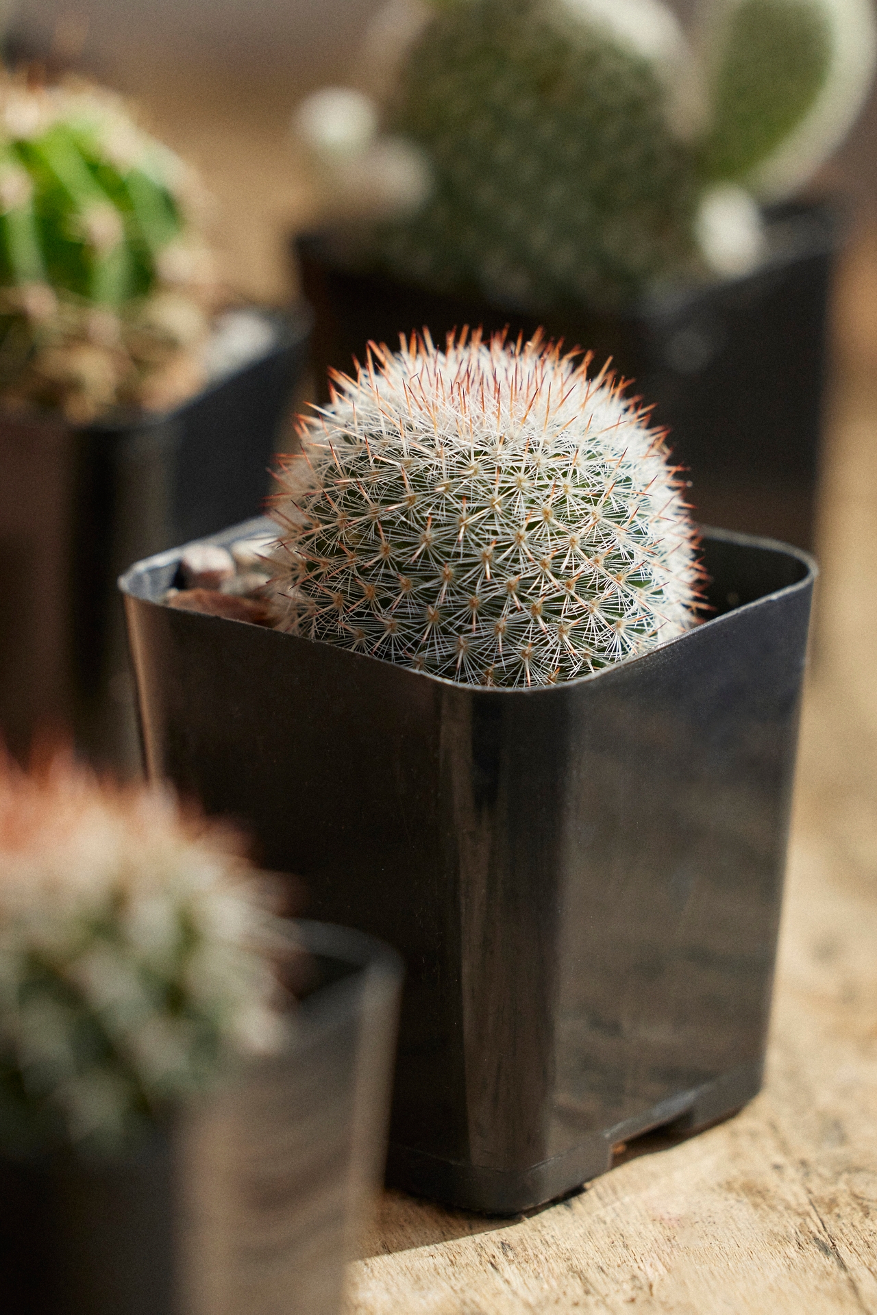 Assorted Mini Cactus Collection, 6 Plants