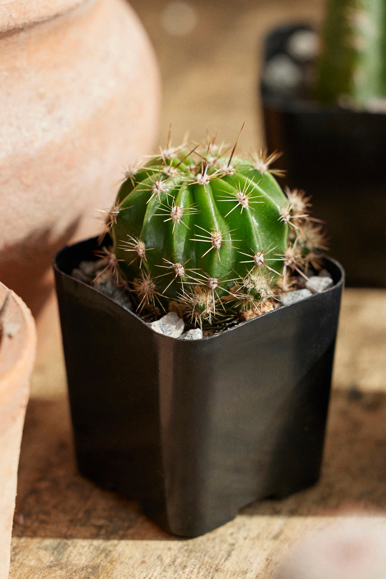 Assorted Mini Cactus Collection, 6 Plants