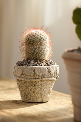 Mammillaria Bombycina Cactus Plant - Thumbnail 2