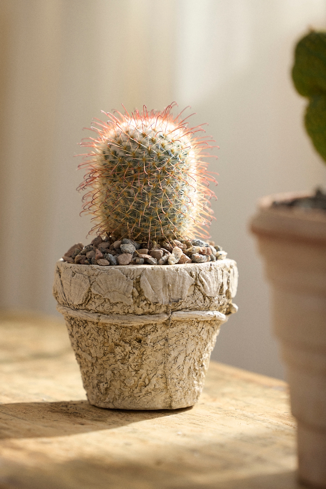 Mammillaria Bombycina Cactus Plant