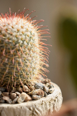Mammillaria Bombycina Cactus Plant - Thumbnail 3