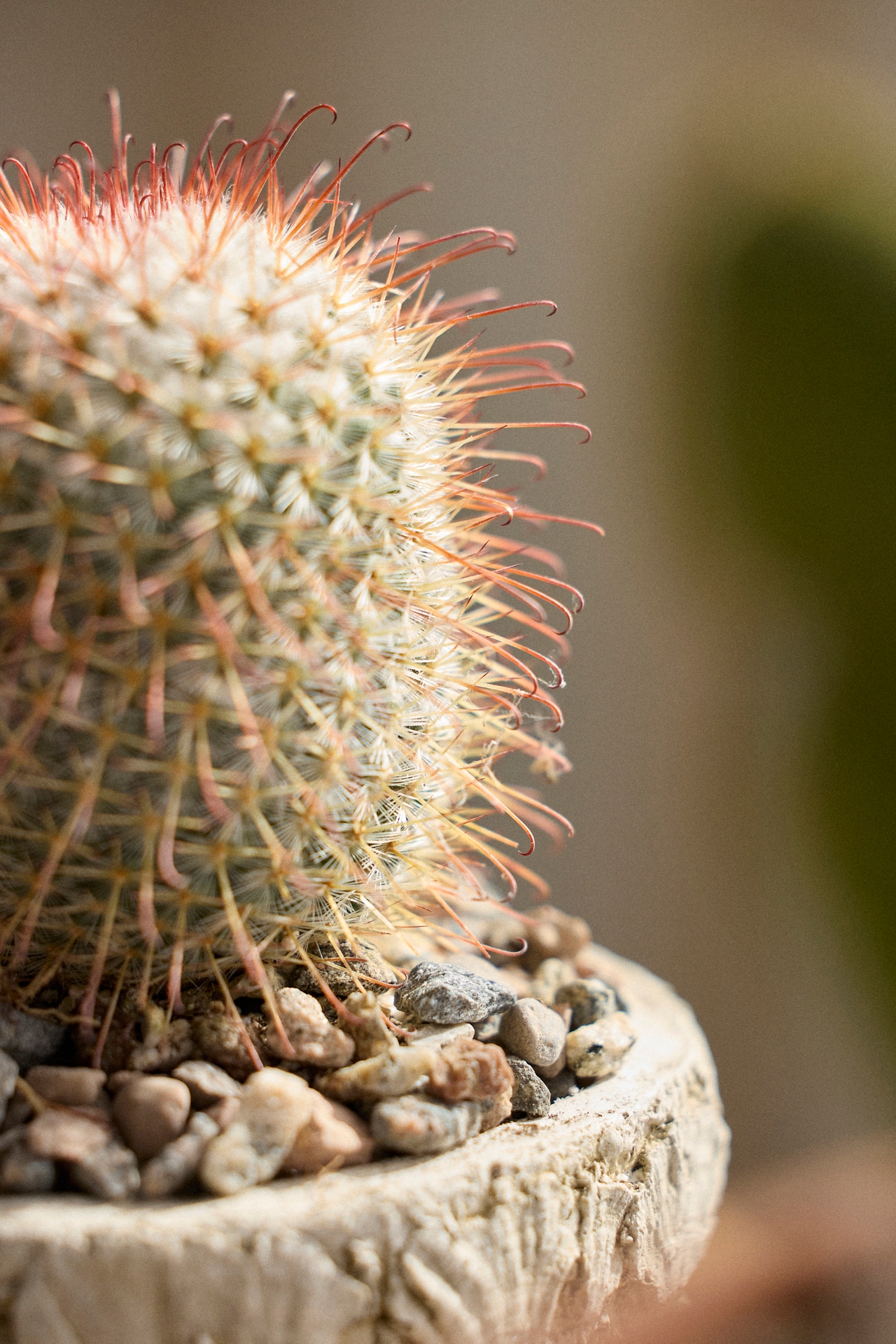 Mammillaria Bombycina Cactus Plant