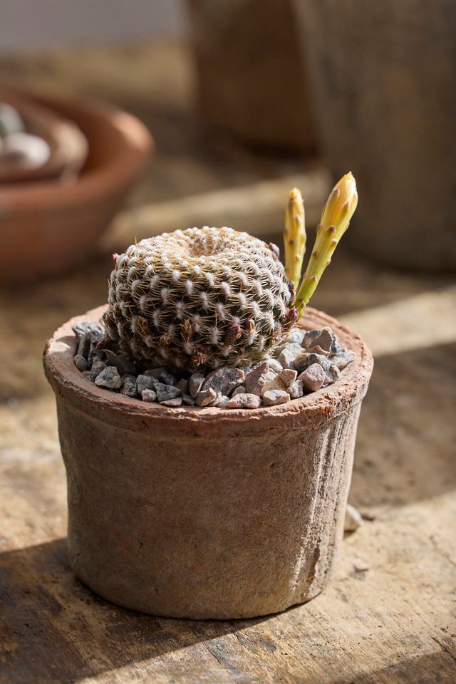 cactus flower sandrock Thelocactus bicolor ssp. schwarzii main image 1
