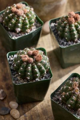 Terrain Notocactus Ottonis Plant In Green