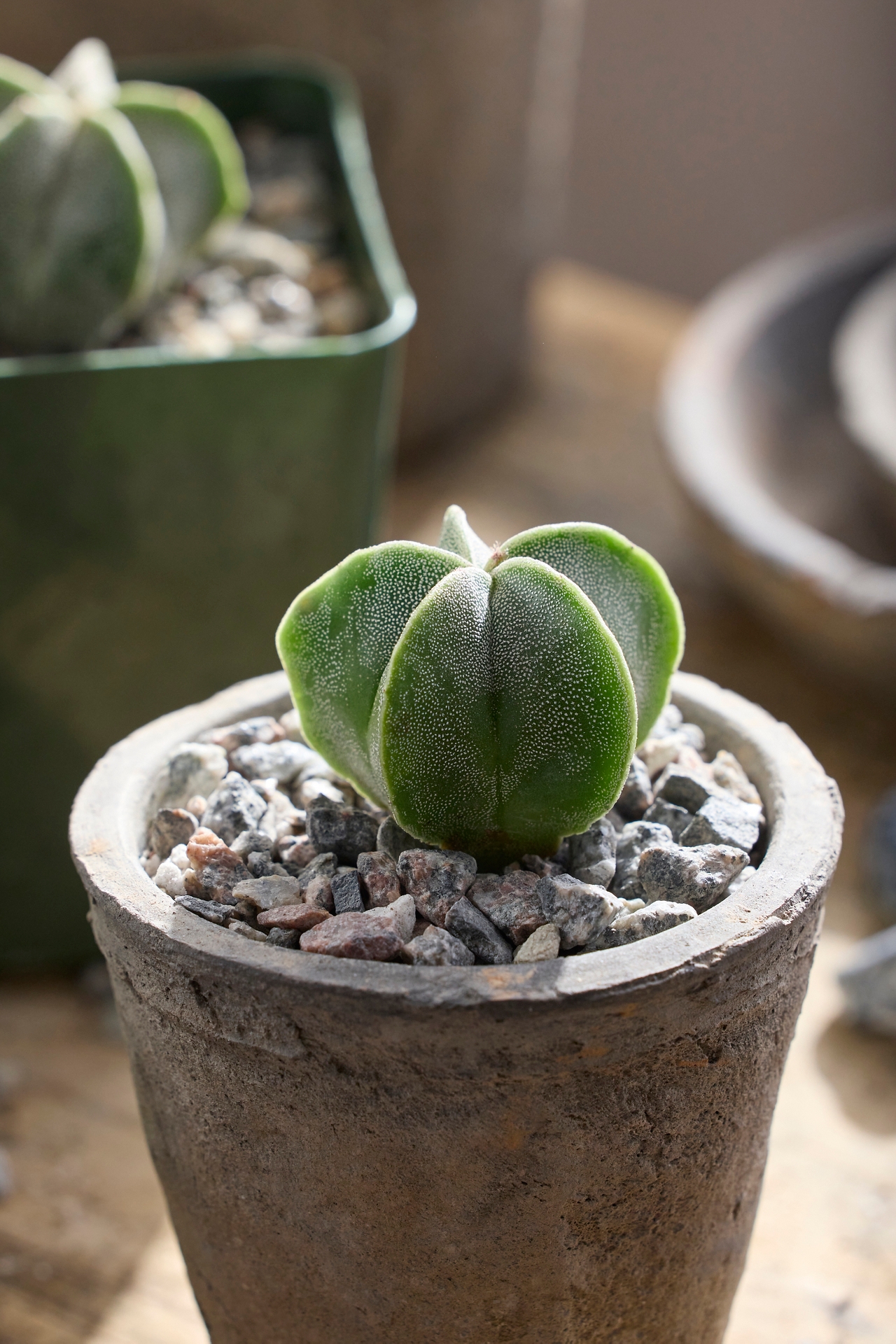 Astrophytum Bishop’s Cap Plant