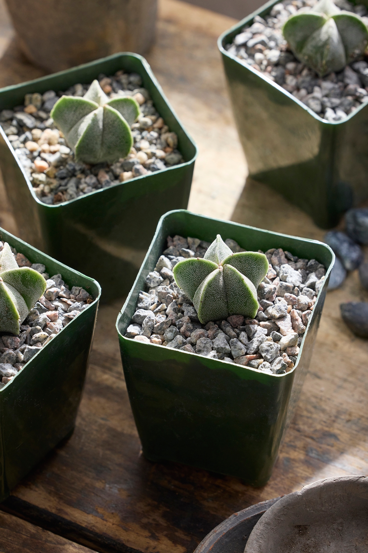 Astrophytum Bishop’s Cap Plant