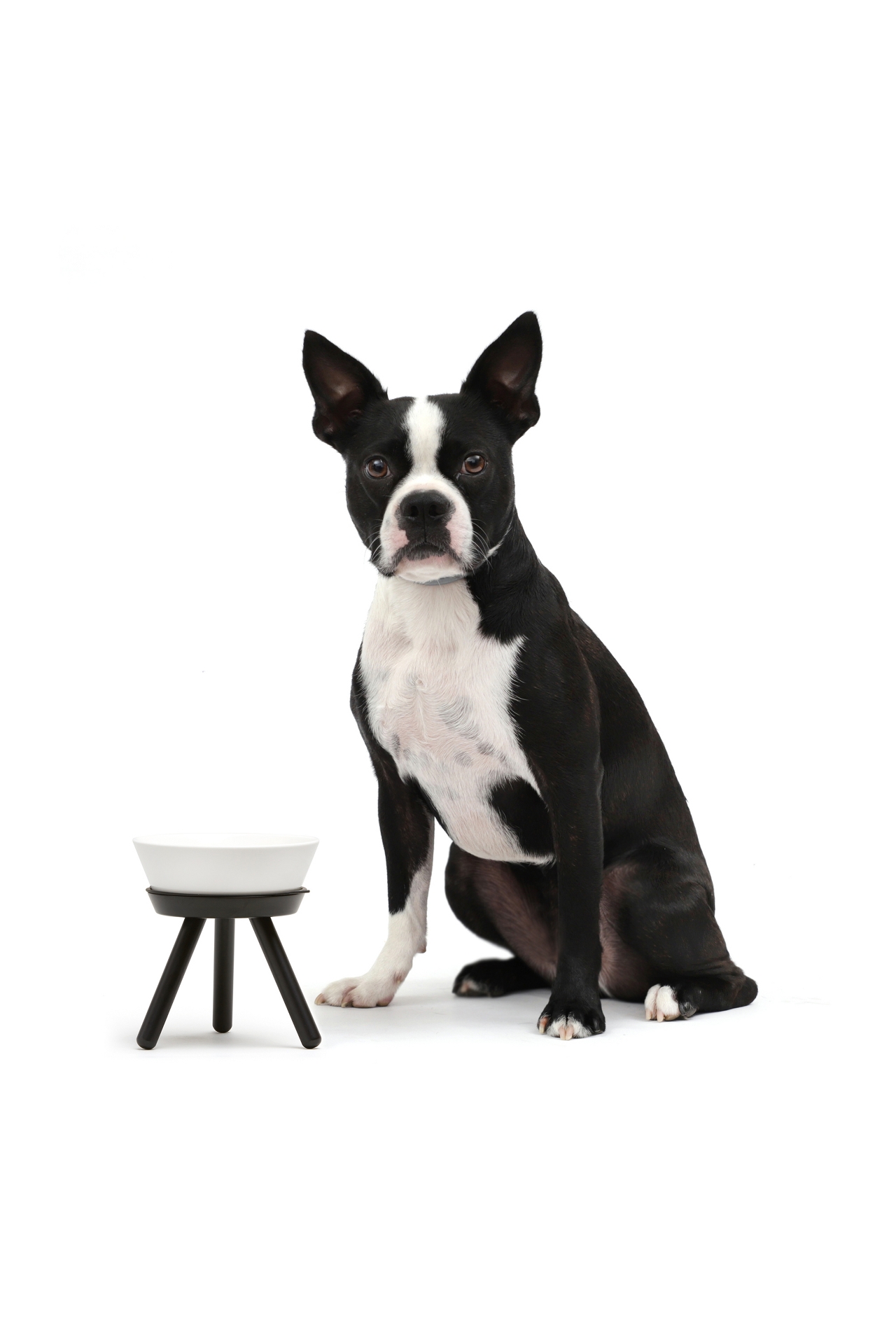 Pets So Good Oreo Pet Standing Bowl