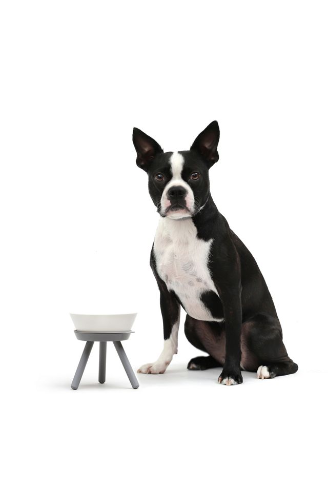 Pets So Good Oreo Pet Standing Bowl #2