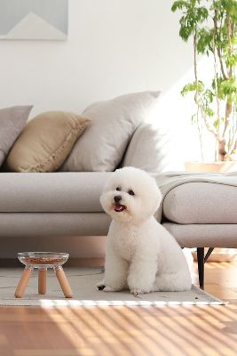 Shop Pets So Good Oreo Glass Bowl