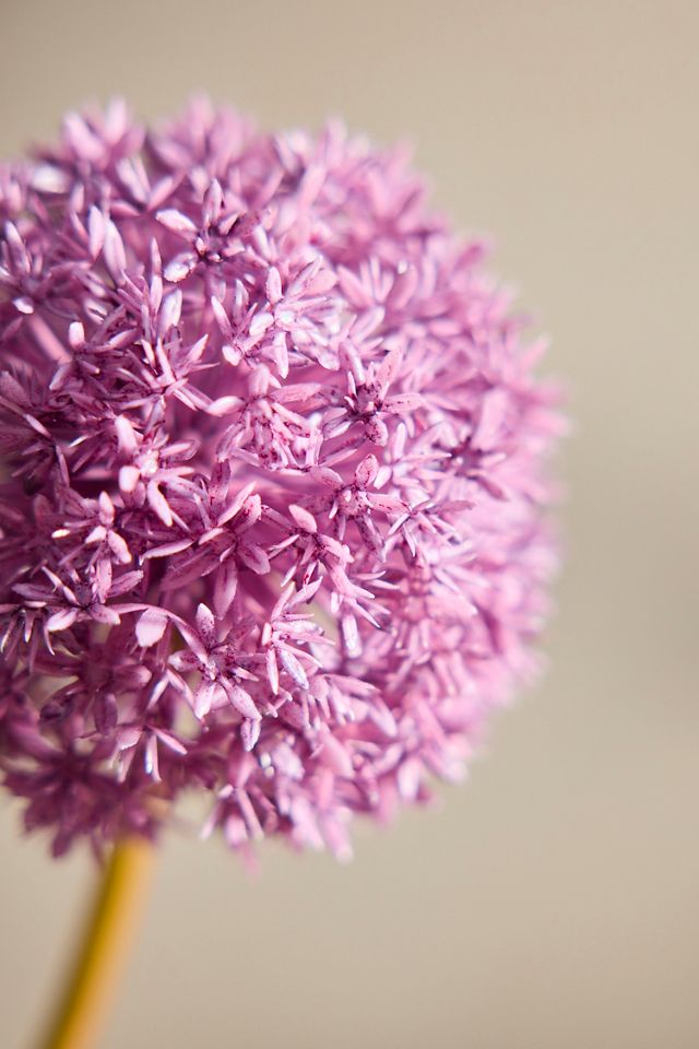 Faux Allium Flower Stem #1