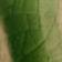 Cabbage