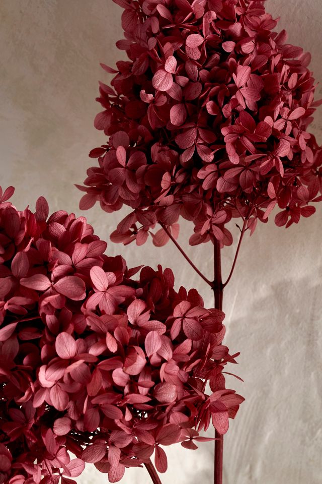 Preserved Hydrangea Pee Gee Bunch #1