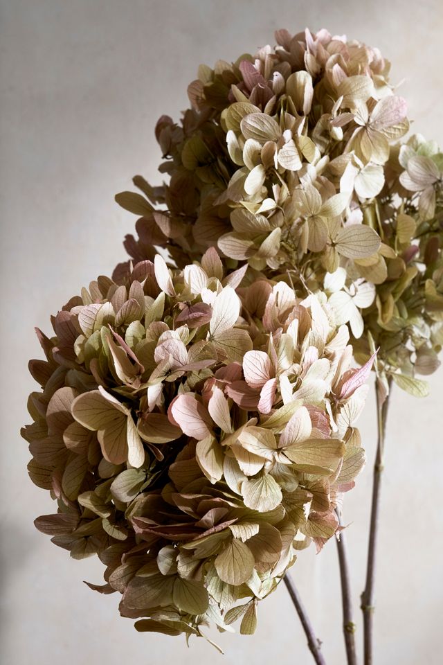 Preserved Hydrangea Grandiflora Bunch #1