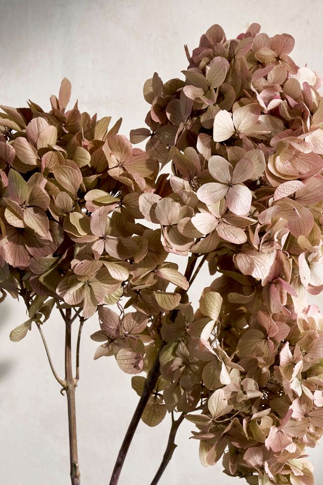 Preserved Hydrangea Grandiflora Bunch #1