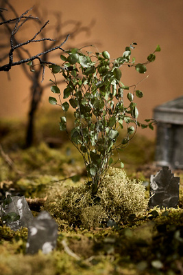 Terrain Preserved Muehlenbekia Bunch