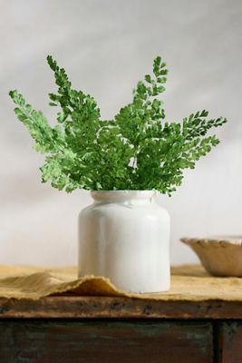 Preserved Maidenhair Fern Bunch