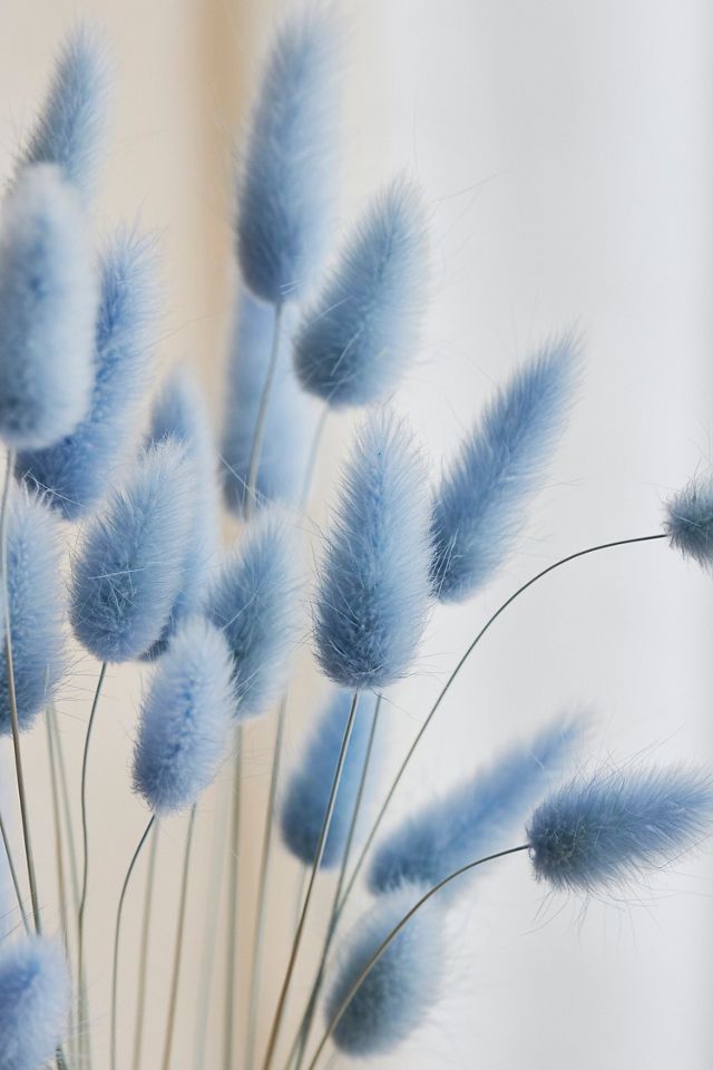 Preserved Bunny Tails Bunch #1
