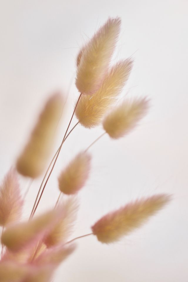 Preserved Two Tone Bunny Tails Bunch #1