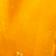 GRAPEFRUIT