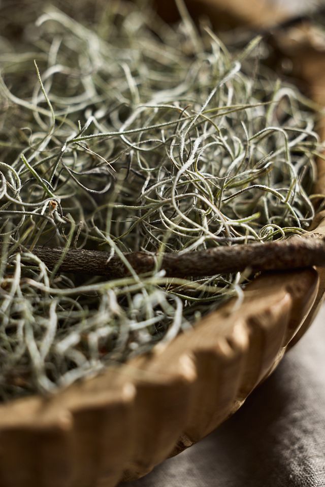 Fresh Spanish Moss #1
