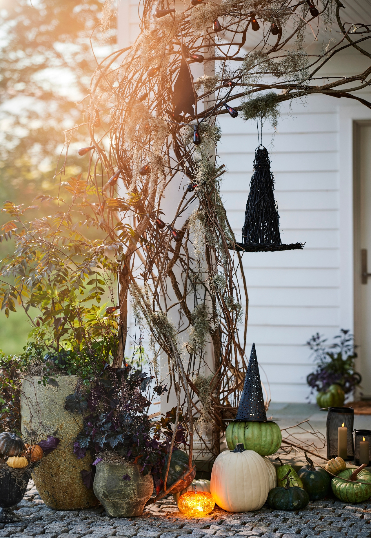 Fresh Spanish Moss