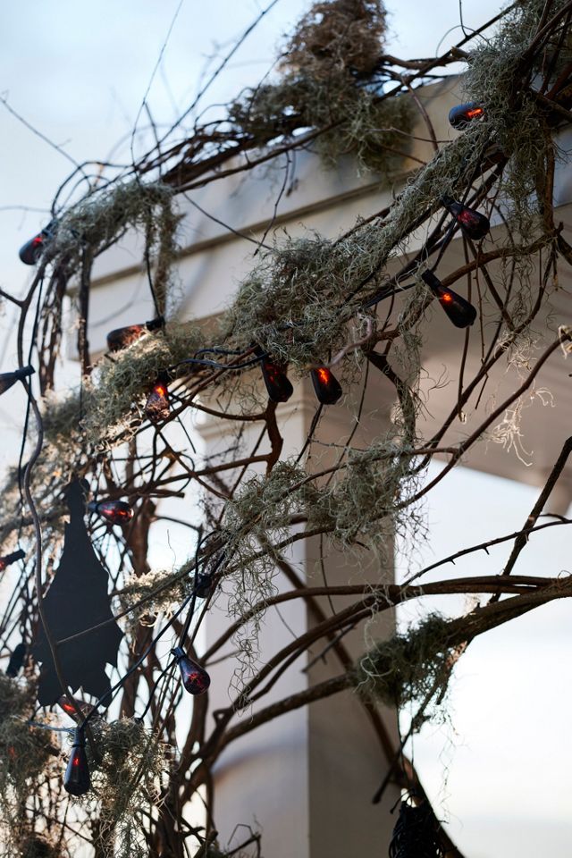 Fresh Spanish Moss #2