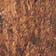 Brown Pattern