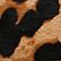 Brown Pattern