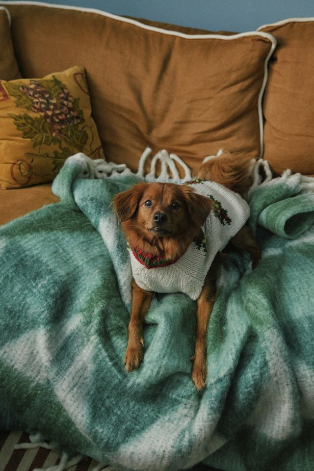 Hand-Knit Icon Christmas Pet Sweater #2