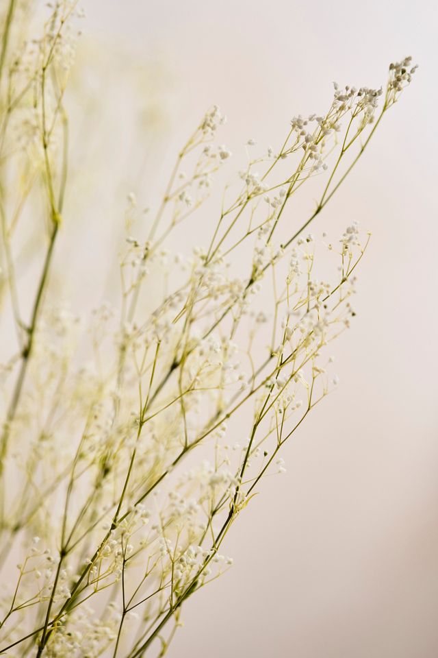 Preserved Gypsophila Bunch #1