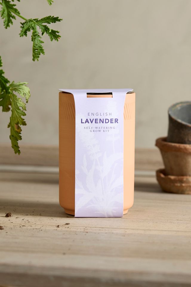 English Lavender Self-Watering Grow Kit