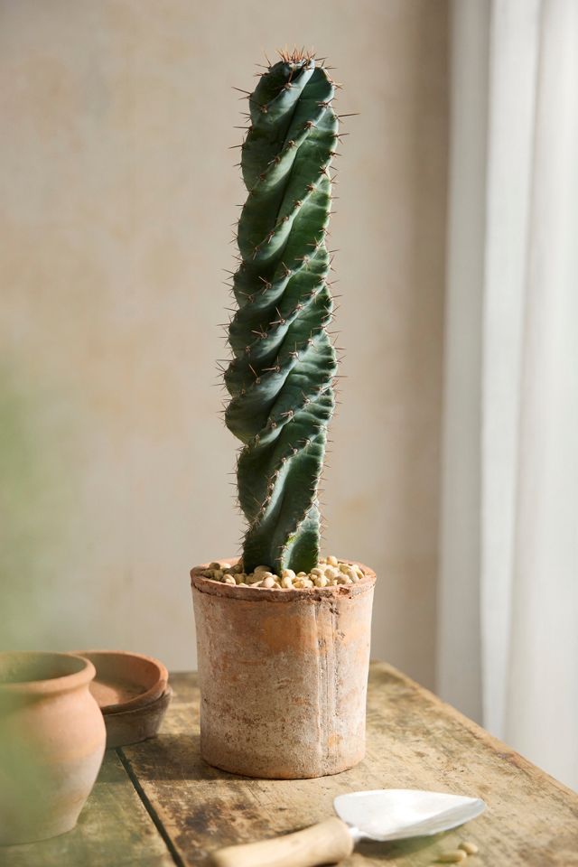 cereus jamacaru cuddly cactus Cuddly Cactus | Cereus Jamacaru | Care Guide and Pro Tips main image 1