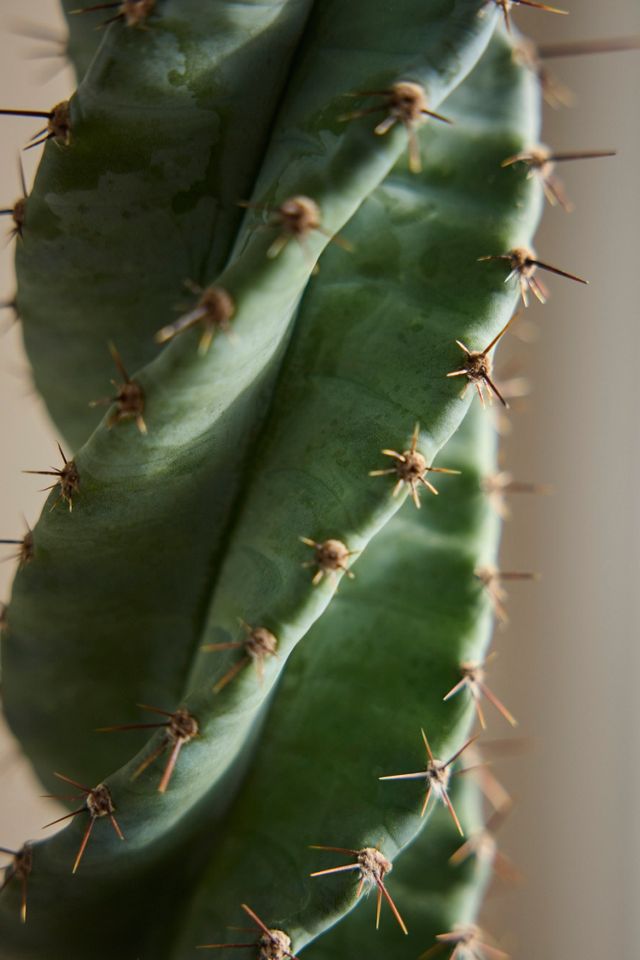 Cereus forbesii Spiralis Cactus Plant | Terrain