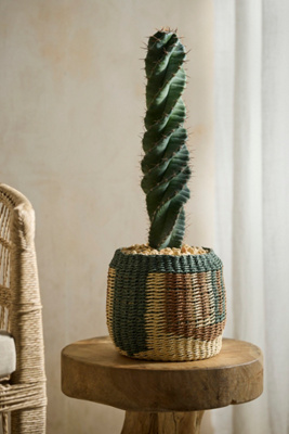 Spiral Cactus, Basket Planter | Terrain
