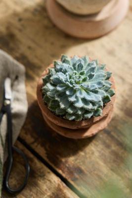 Terrain Echeveria Setosa Plant